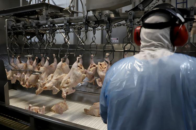 Com liberação da China, Paraná reforça liderança nas exportações de carne de frango