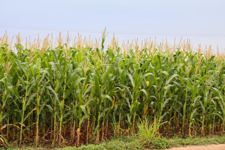 Exportações de milho crescem 179% no Paraná e triplicam a receita em relação ao ano passado