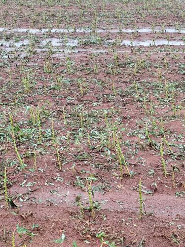 Seab apoia reivindicações para amortizar dívidas decorrentes de perdas climáticas