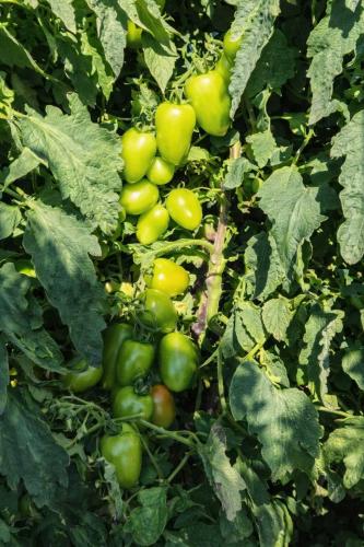 Colheita histórica de tomate em Maria Helena destaca atuação do IDR-Paraná e força do manejo técnico