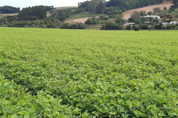 Cultivares desenvolvidas no Paraná representam quase 40% das sementes de feijão do País