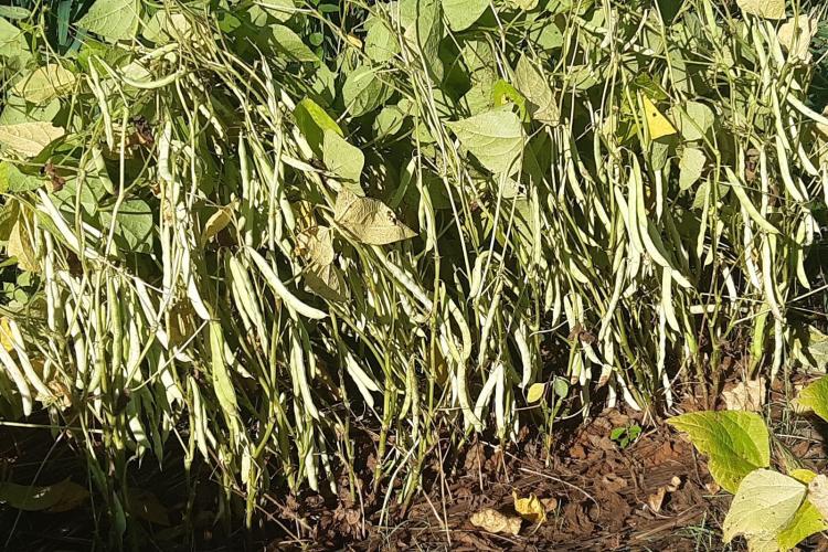 Cultivares desenvolvidas no Paraná representam quase 40% das sementes de feijão do País