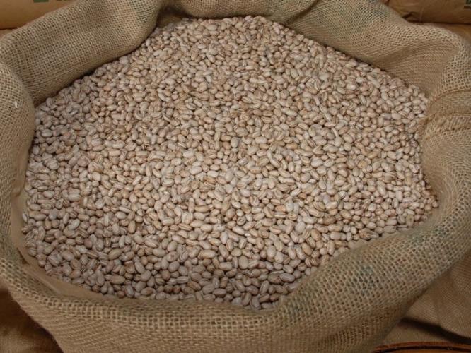 Deral aponta que feijão reage nos preços e orienta decisões no campo paranaense