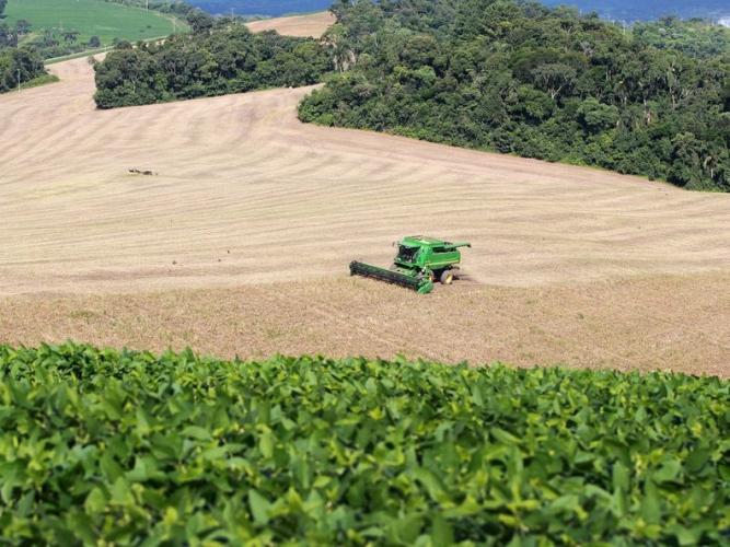 Deral aponta que feijão reage nos preços e orienta decisões no campo paranaense
