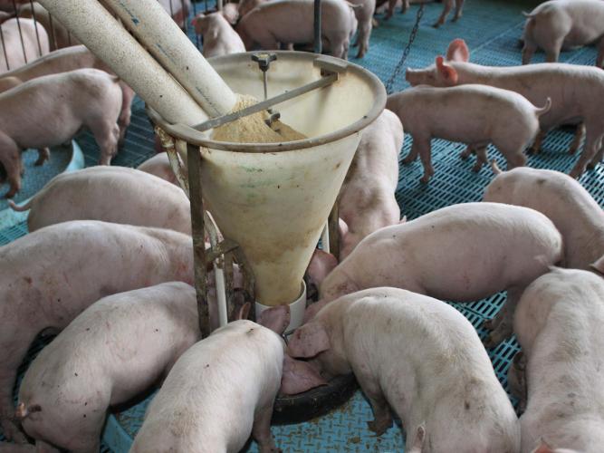 Deral aponta que feijão reage nos preços e orienta decisões no campo paranaense