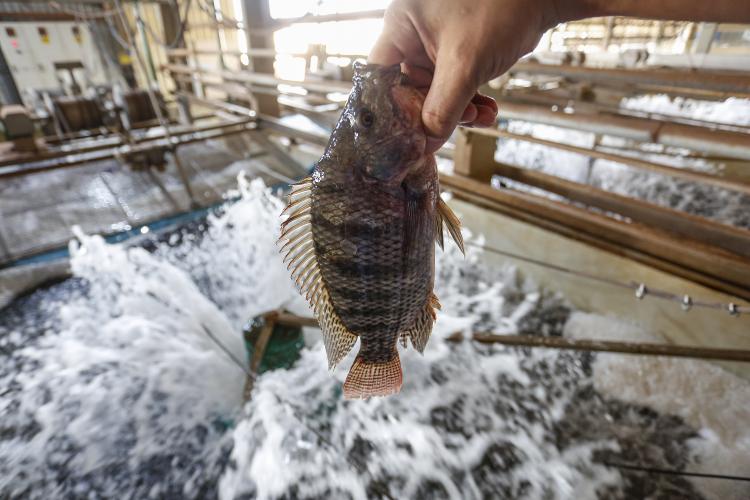 Paraná alcança marca de 273 mil toneladas de peixes em 2025 e lidera produção nacional