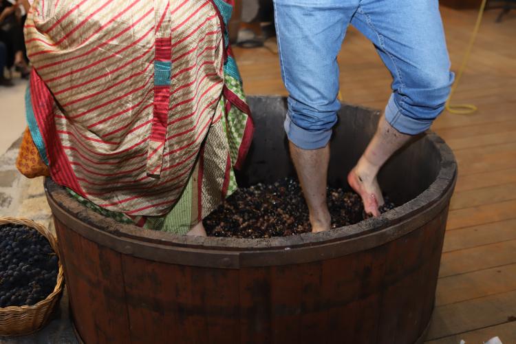 Rota da Uva & Vinho: Paraná lança circuito para impulsionar vitivinucultura e valorizar tradições