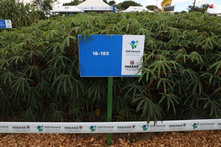 Resistentes e rentáveis: Estado lança cultivares de milho e mandioca no Show Rural