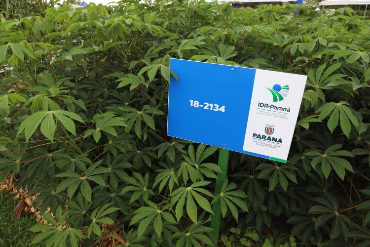 Resistentes e rentáveis: Estado lança cultivares de milho e mandioca no Show Rural