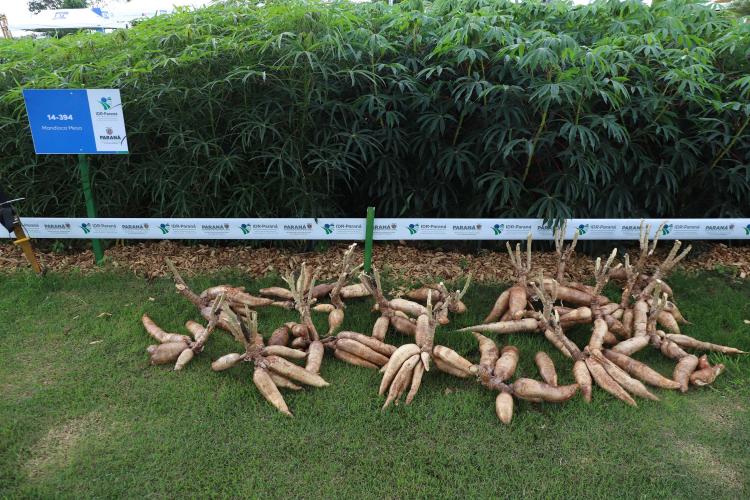 Resistentes e rentáveis: Estado lança cultivares de milho e mandioca no Show Rural