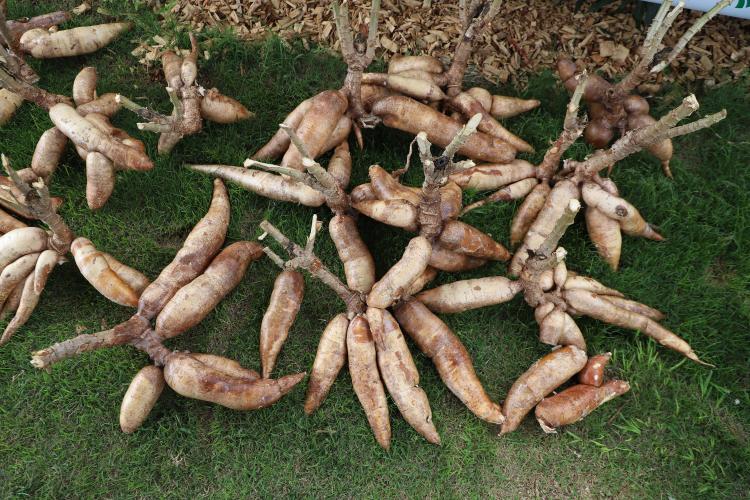 Resistentes e rentáveis: Estado lança cultivares de milho e mandioca no Show Rural