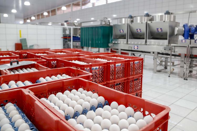 Quaresma de 2026 terá tilápia mais barata para os paranaenses, aponta Deral