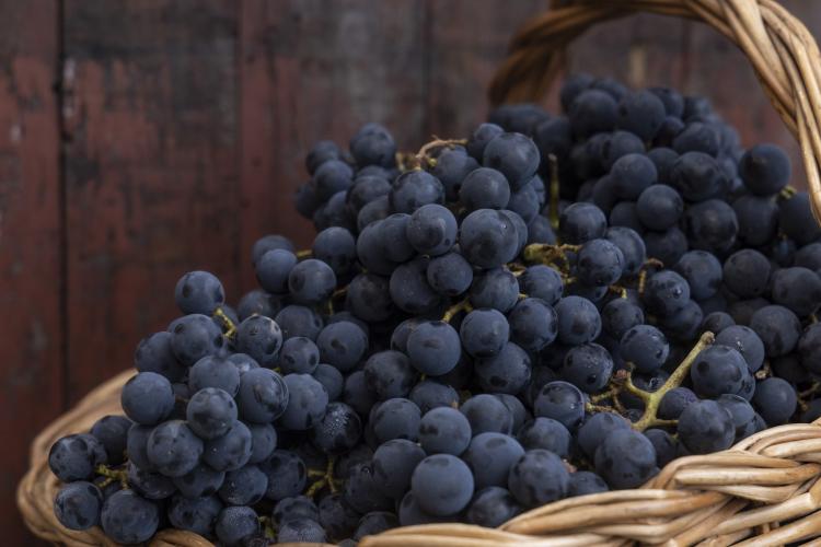 Rota da Uva & Vinho: Paraná lança circuito para impulsionar vitivinucultura e valorizar tradições