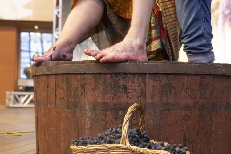 Rota da Uva & Vinho: Paraná lança circuito para impulsionar vitivinucultura e valorizar tradições