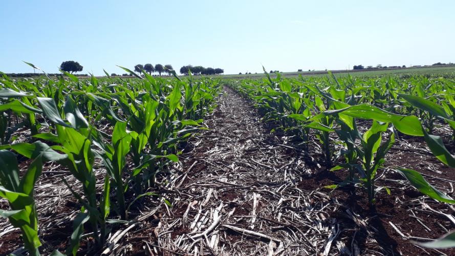 Potencial produtivo: IDR-Paraná lançará cultivar de milho branco no Show Rural 2026