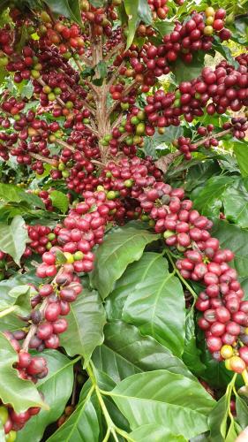 No Show RuraI, IDR-Paraná mostrará o universo do café paranaense em espaço interativo