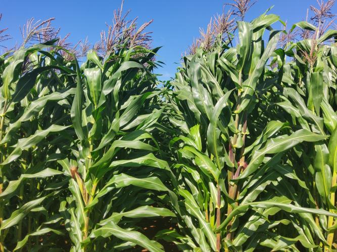 Potencial produtivo: IDR-Paraná lançará cultivar de milho branco no Show Rural 2026