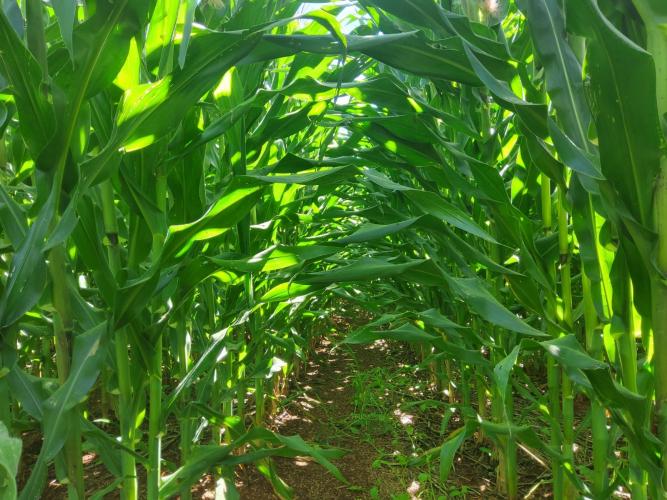 Potencial produtivo: IDR-Paraná lançará cultivar de milho branco no Show Rural 2026