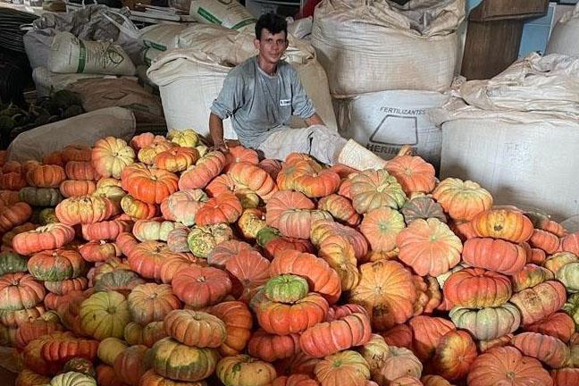 Abóbora movimenta mais de R$ 100 milhões e consolida renda em 330 municípios do Paraná