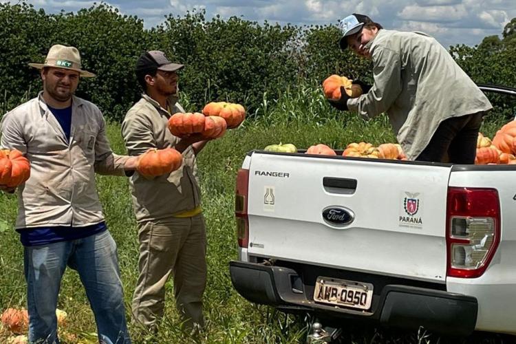 Abóbora movimenta mais de R$ 100 milhões e consolida renda em 330 municípios do Paraná