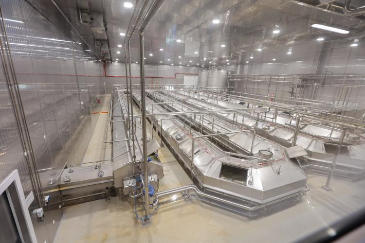 Paraná reforça industrialização do leite com uma das maiores fábricas de queijo do País