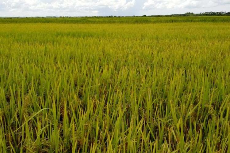 Paraná projeta retomada da produção de pera; exportações de suínos batem recorde