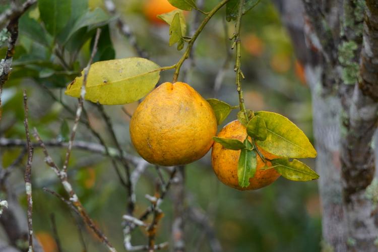 Portaria da Adapar estabelece procedimentos de prevenção e controle do Greening