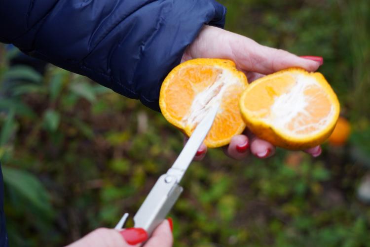 Portaria da Adapar estabelece procedimentos de prevenção e controle do Greening