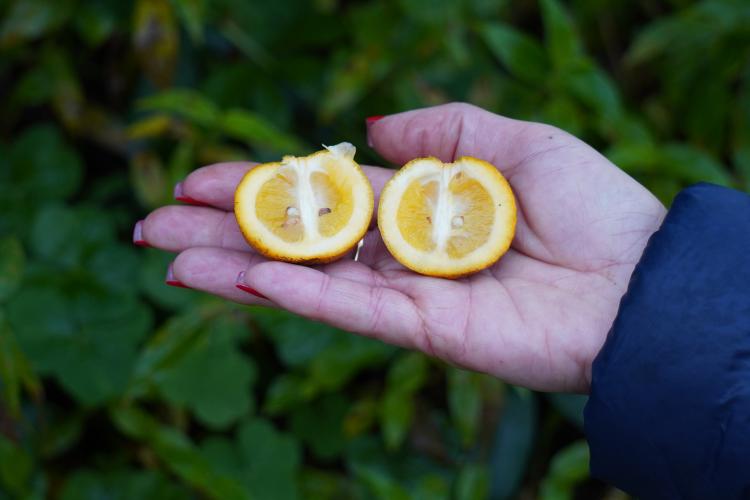 Portaria da Adapar estabelece procedimentos de prevenção e controle do Greening