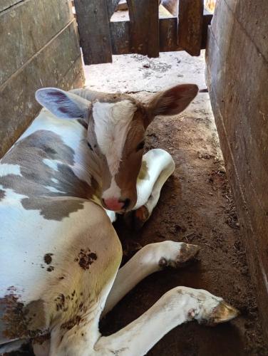 Primeiro bezerro da raça Purunã com 48 kg nasce em Goioerê