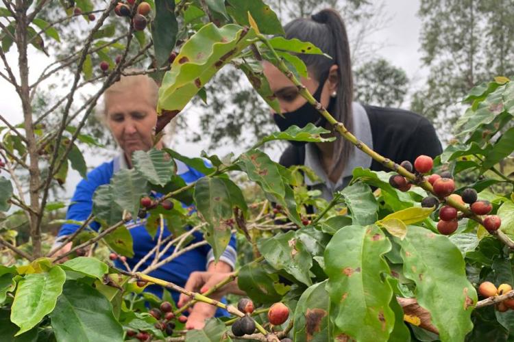 Apoio do Estado: pequenos produtores de Lidianópolis ganham beneficiadora de café