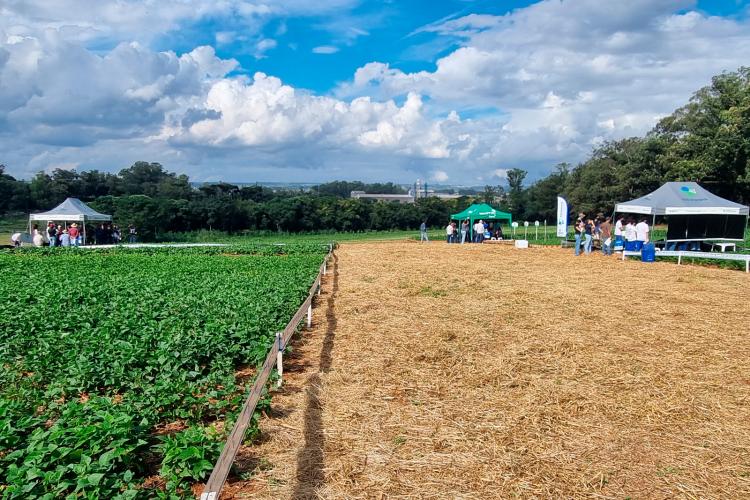 Novidades do cultivo e tecnologias serão apresentados no Dia de Campo Feijão Paraná