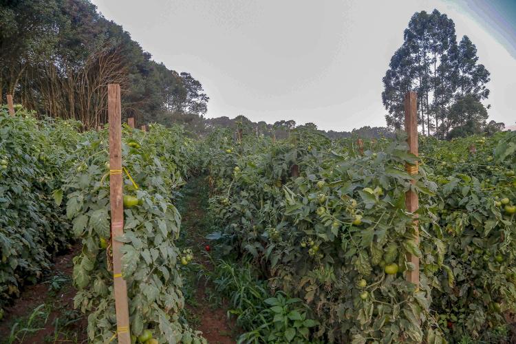 Paraná tem 3º maior rebanho de coelhos do País; olericultura atingiu VBP de R$ 7,1 bilhões