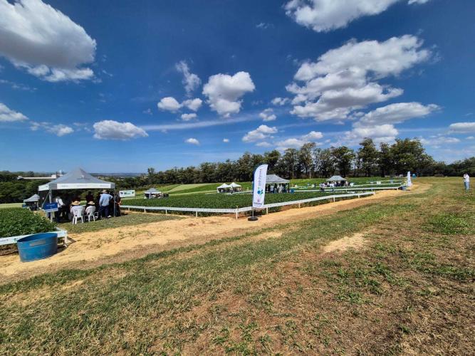 Dia de Campo Feijão Paraná reúne 340 participantes em Ponta Grossa