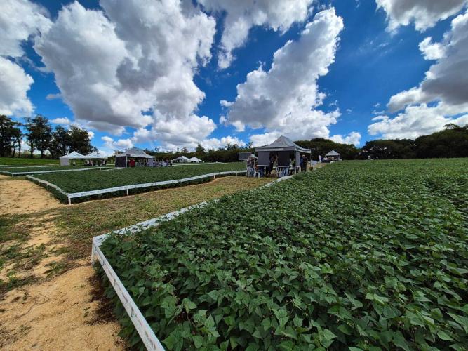 Dia de Campo Feijão Paraná reúne 340 participantes em Ponta Grossa