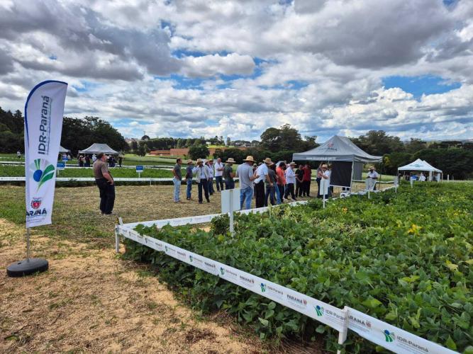 Dia de Campo Feijão Paraná reúne 340 participantes em Ponta Grossa