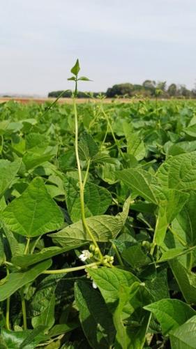 IDR-Paraná lança cultivar de feijão em Ponta Grossa