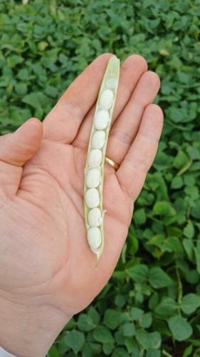 IDR-Paraná lança cultivar de feijão em Ponta Grossa