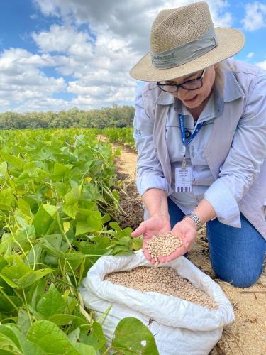 IDR-Paraná lança em Ponta Grossa a cultivar de feijão IPR Quiriquiri