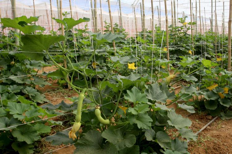 Cultivo de abobrinha movimenta mais de R$ 100 milhões no Paraná, que é o 4º maior produtor