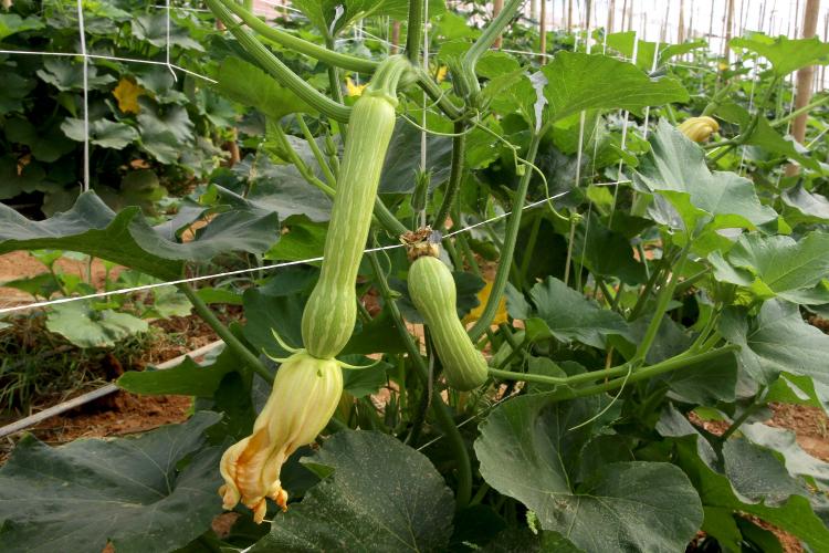 Cultivo de abobrinha movimenta mais de R$ 100 milhões no Paraná, que é o 4º maior produtor