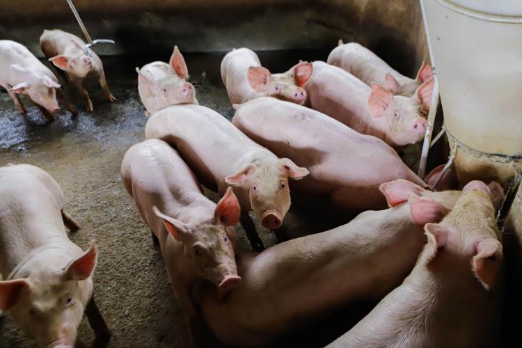 21,3 mil toneladas: exportações paranaenses de suínos têm melhor resultado para março