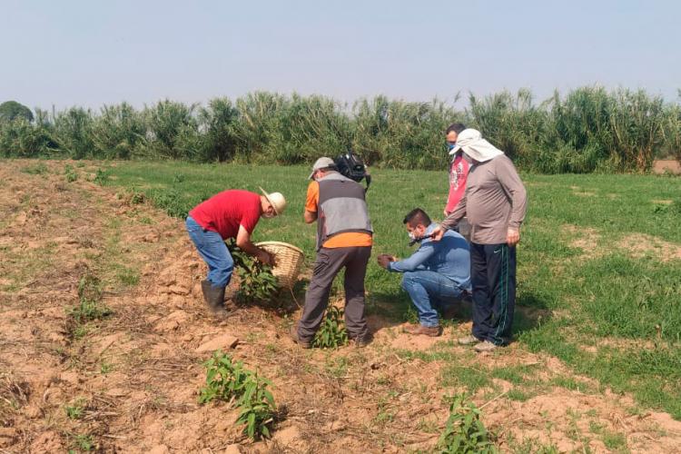 25º do Paraná: ginseng de Querência do Norte conquista selo de Indicação Geográfica