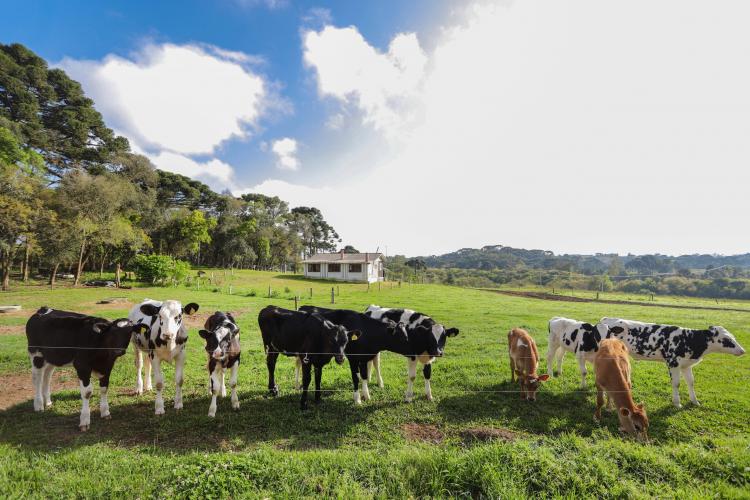 Programa de distribuição de leite do Paraná completa 23 anos no combate à desnutrição infantil