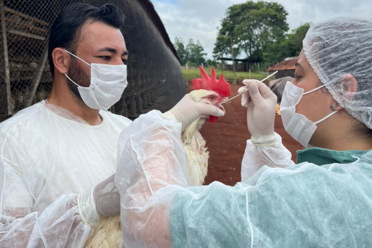 Paraná conclui ciclo 2025/2026 de vigilância ativa para Influenza Aviária e Doença de Newcastle