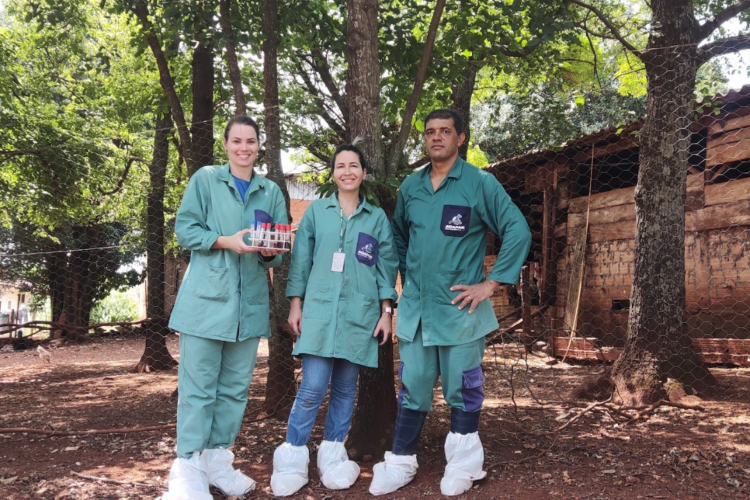 Paraná conclui ciclo 2025/2026 de vigilância ativa para Influenza Aviária e Doença de Newcastle