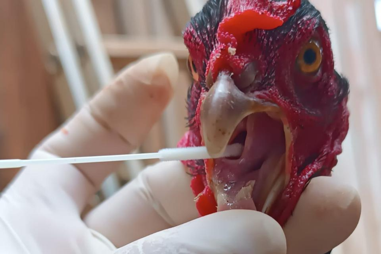 Paraná conclui ciclo 2025/2026 de vigilância ativa para Influenza Aviária e Doença de Newcastle