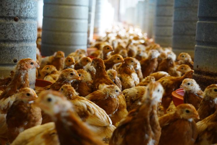 Atualização de rebanhos chega a 67% no Paraná; prazo encerra em 30 de junho