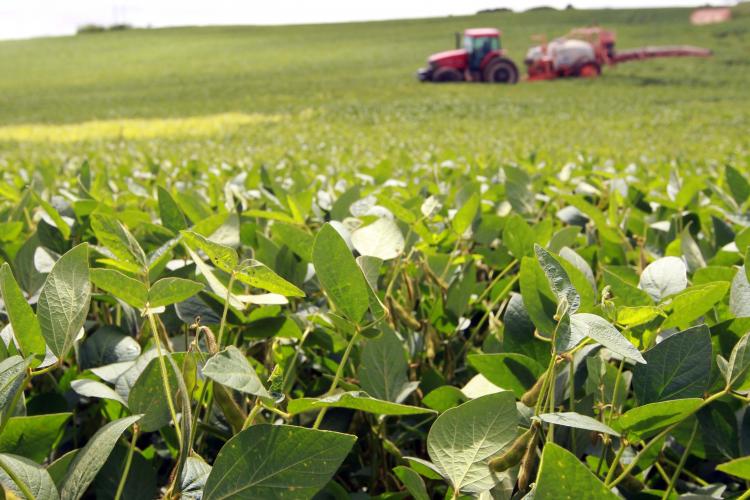 Paraná consolida safra de verão recorde puxada pela soja e milho, aponta boletim do Deral