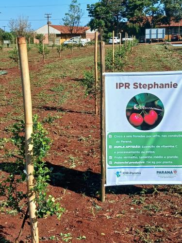 Fruticultores conhecem novas variedades de frutíferas em Cambará
